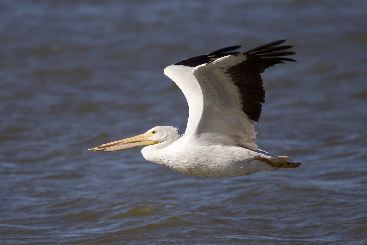 American White Pelican - ML645102701