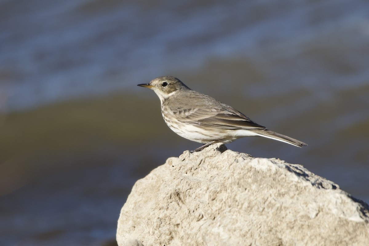American Pipit - ML645102704