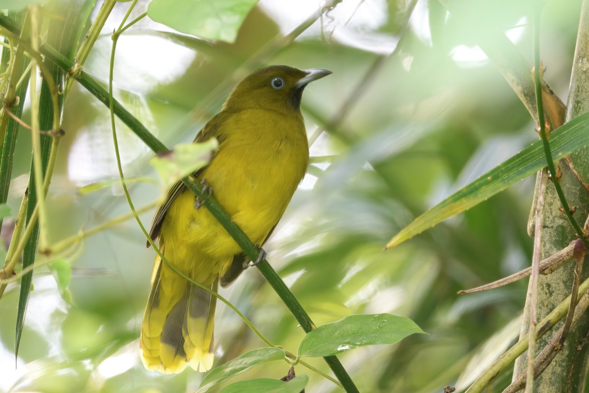 Andaman Bulbul - ML645102708