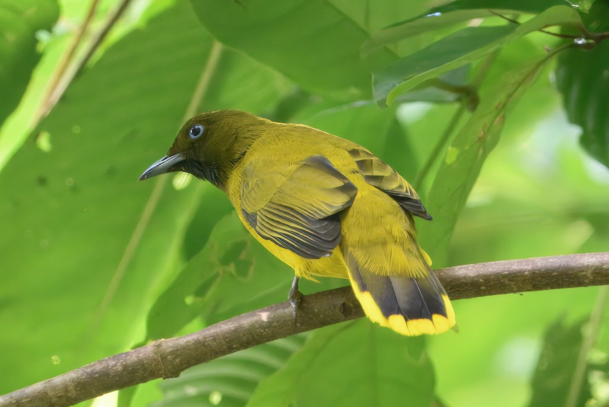 Andaman Bulbul - ML645102713