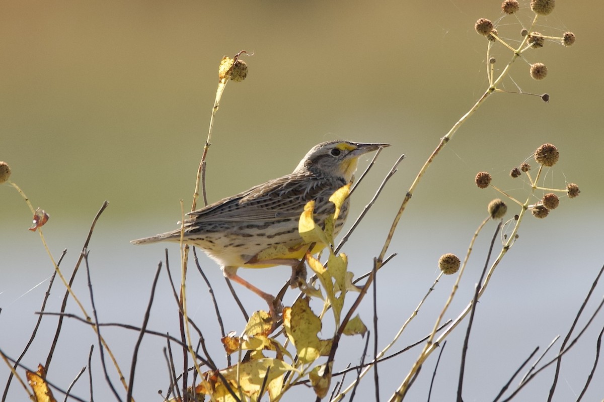 Western Meadowlark - ML645102714