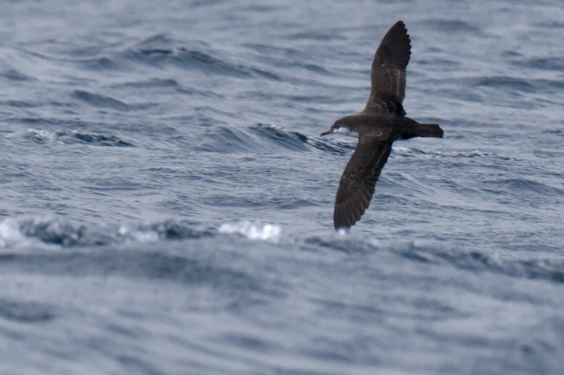 buřňák galapážský - ML645102721