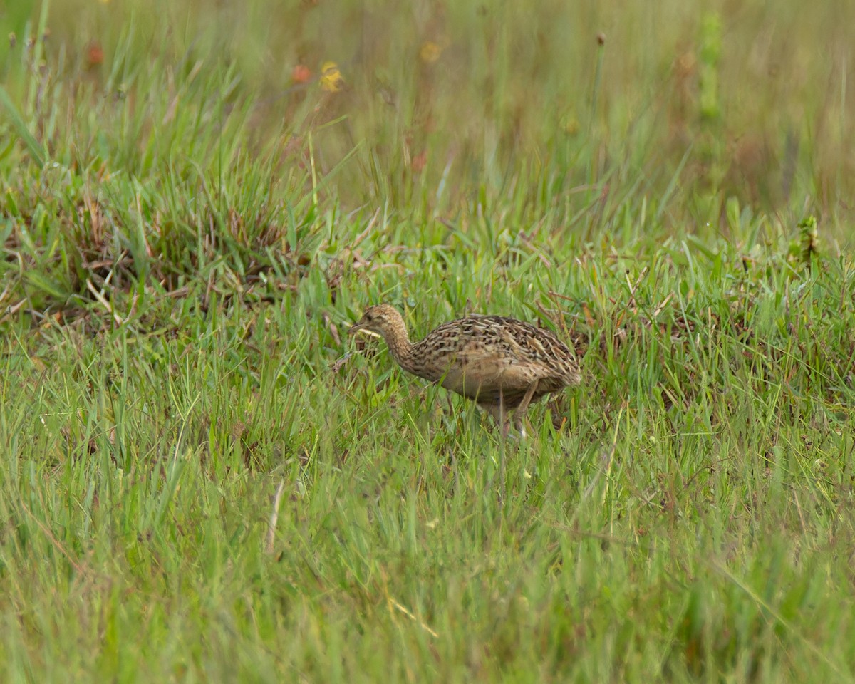 Spotted Nothura - ML645102724