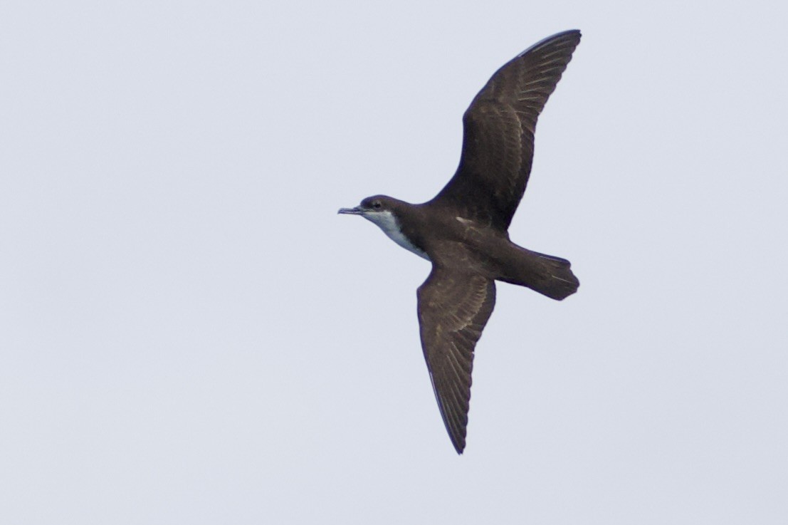 buřňák galapážský - ML645102735