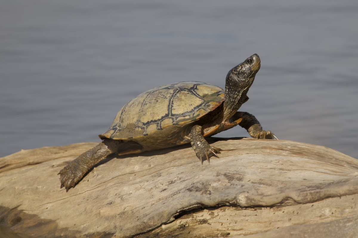 Pond Slider - ML645102738