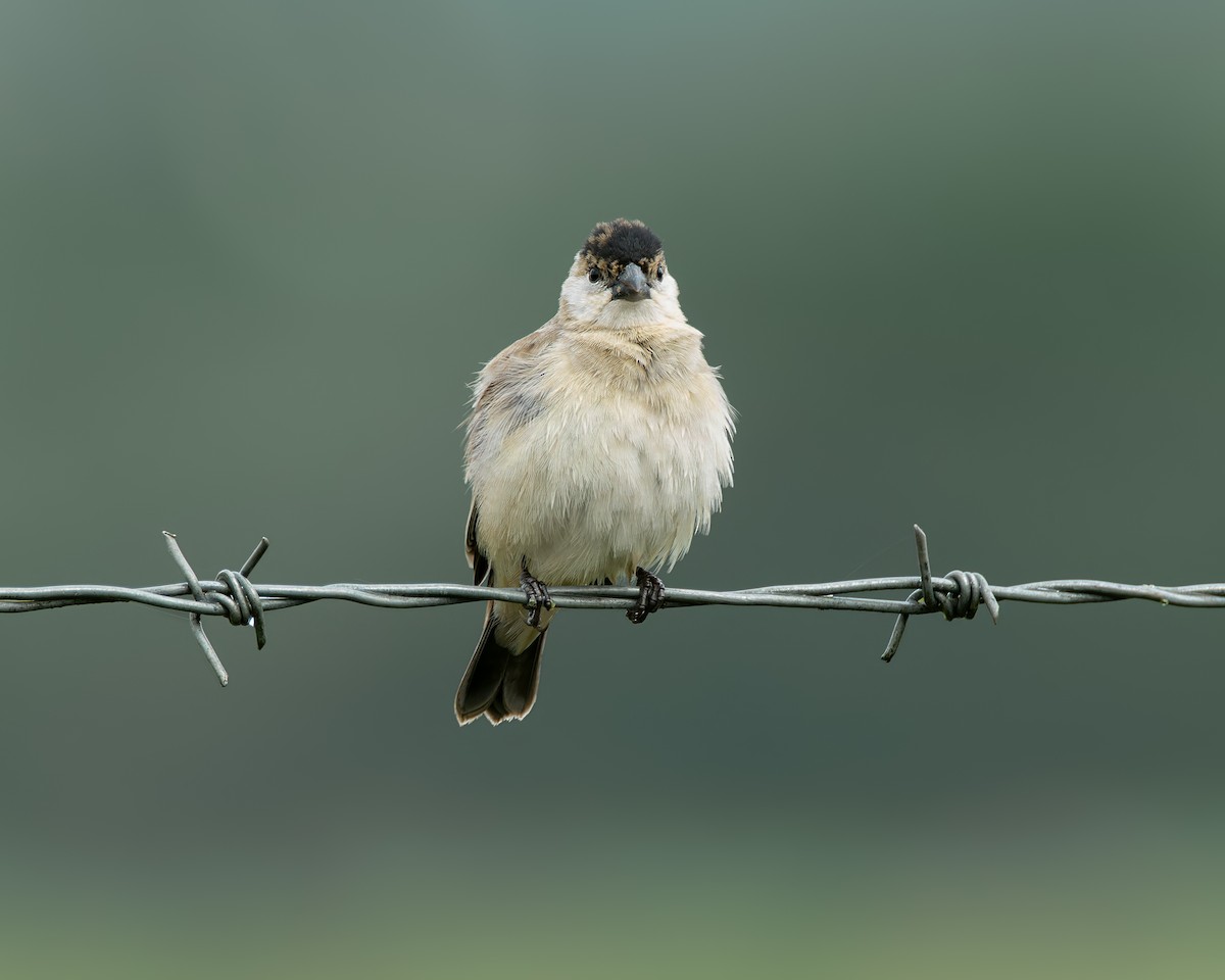 Pearly-bellied Seedeater - ML645102741