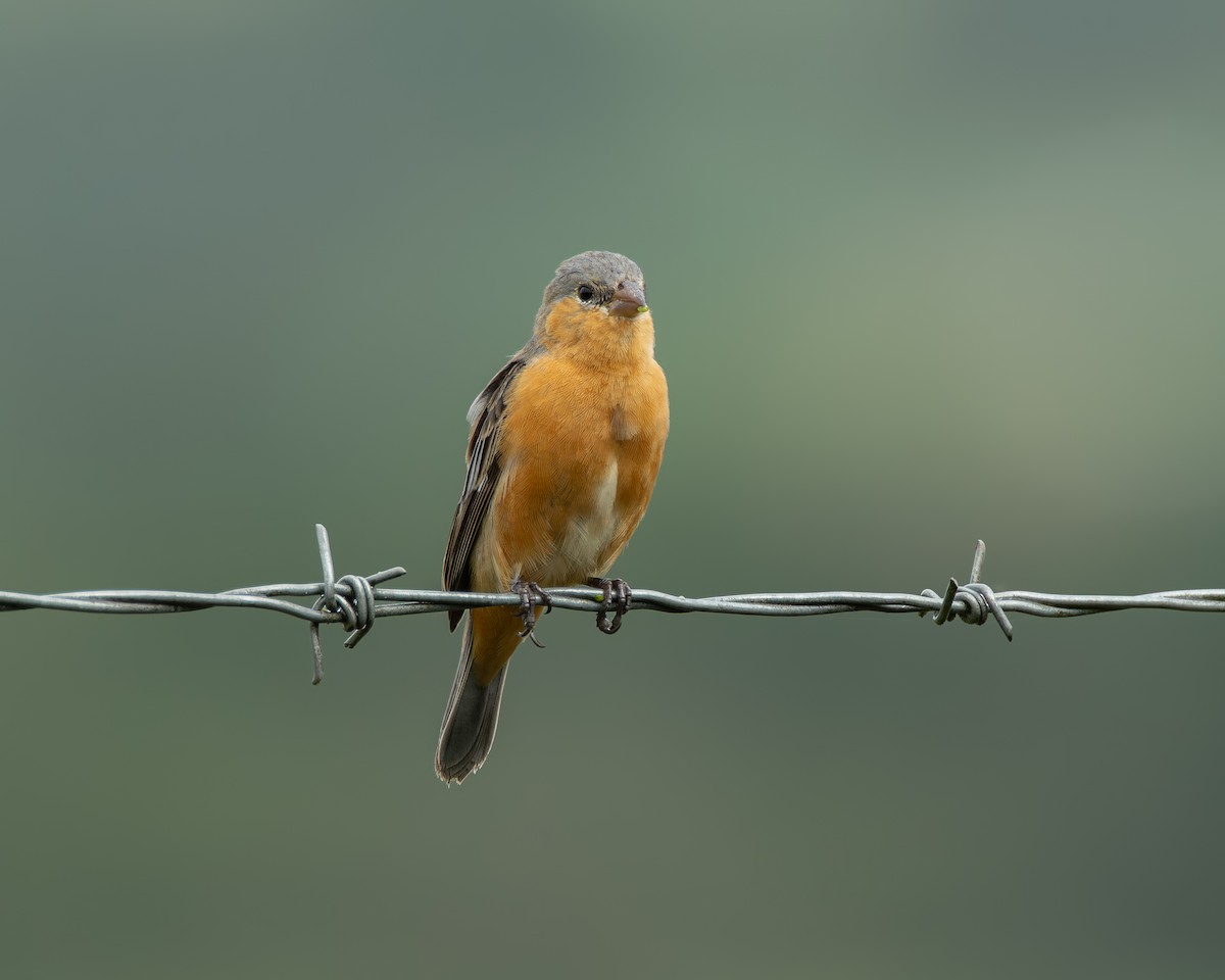 Tawny-bellied Seedeater - ML645102743