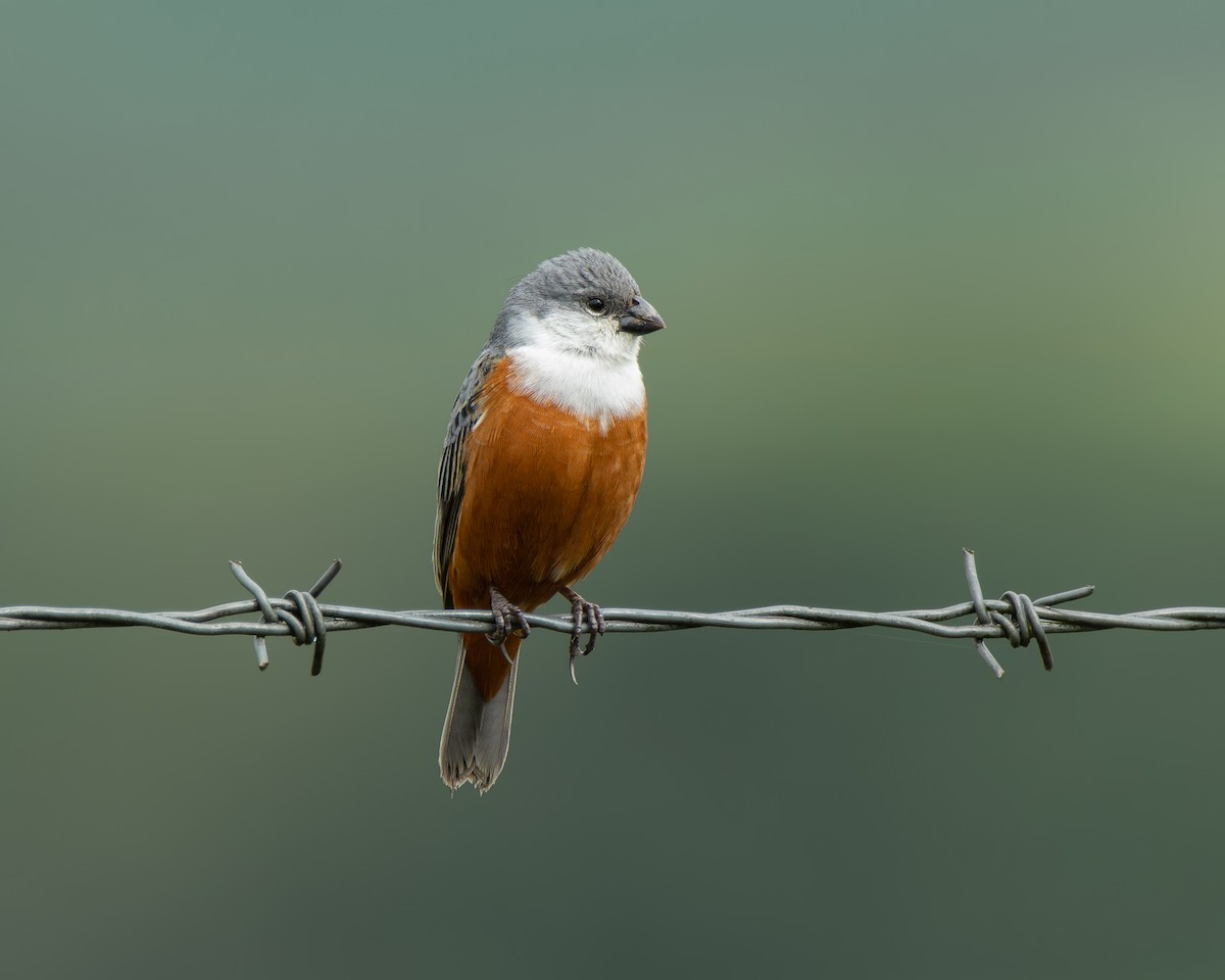 Болотный просяночник - ML645102745