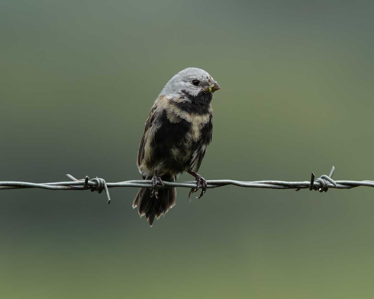 Black-bellied Seedeater - ML645102755