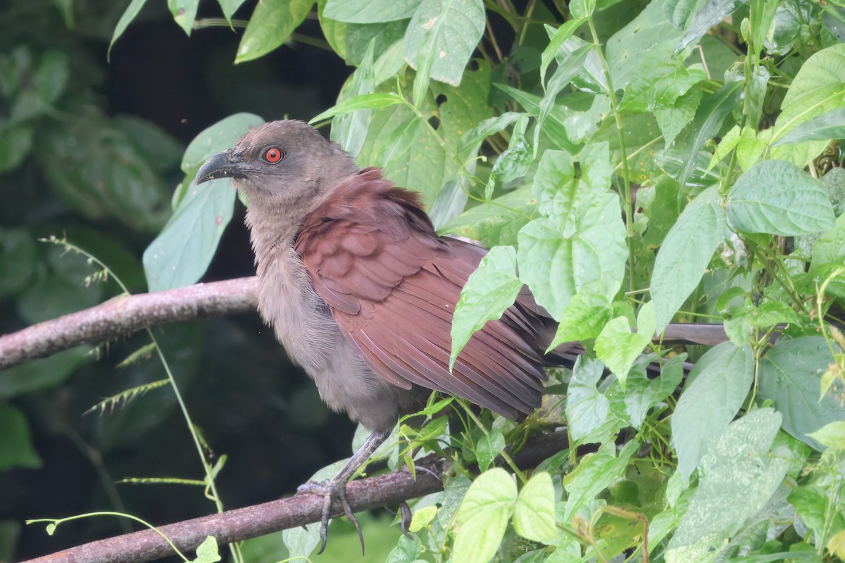 Andaman Coucal - ML645102758