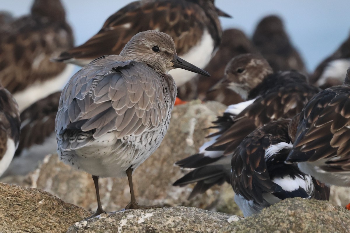 Red Knot - ML645102760