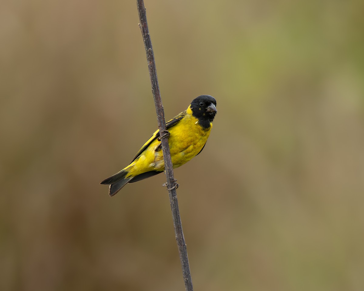 Hooded Siskin - ML645102761