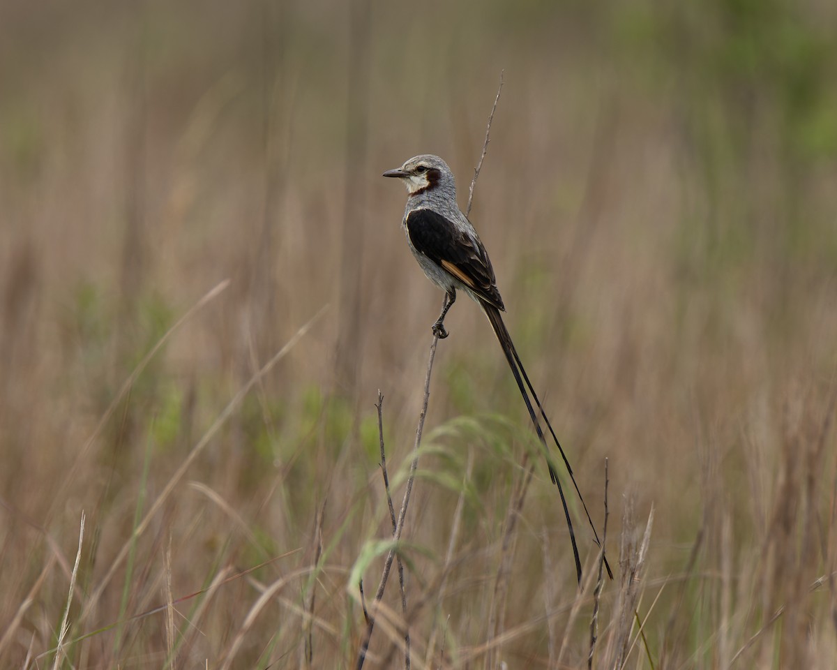 Streamer-tailed Tyrant - ML645102771