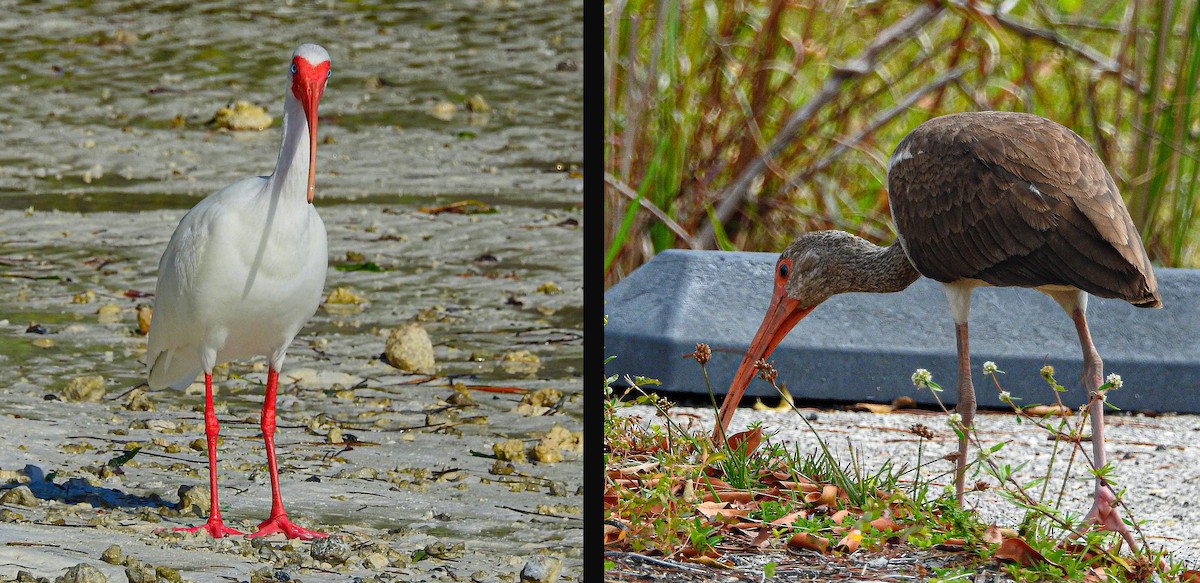 Ak Aynak - ML645102776