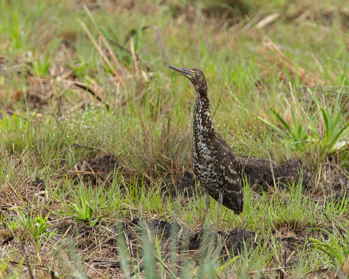 Rufescent Tiger-Heron - ML645102780