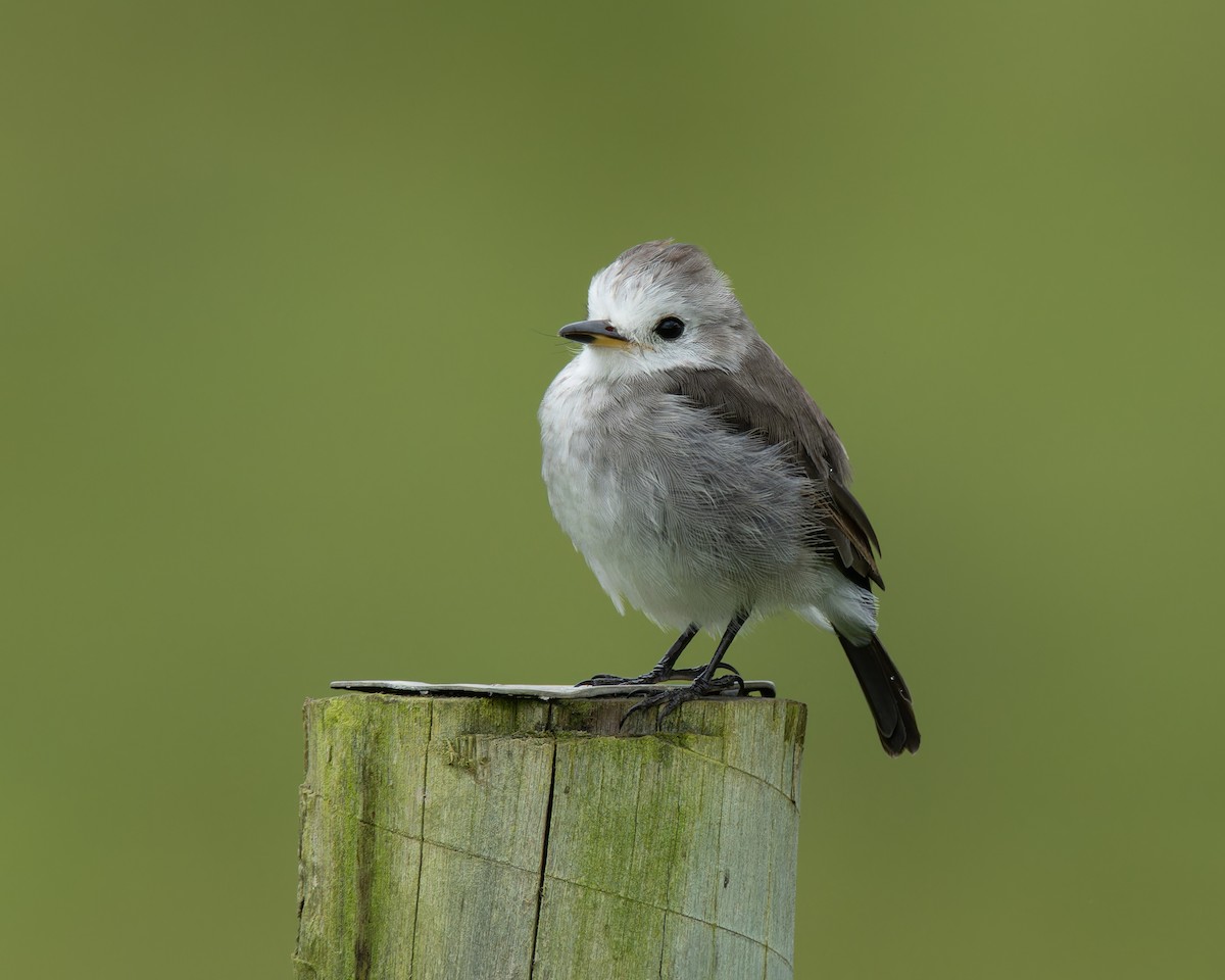 White-headed Marsh Tyrant - ML645102789