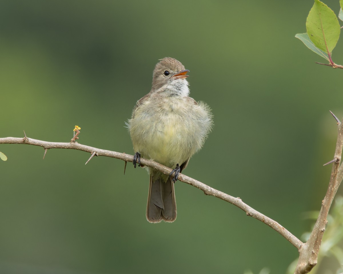 Yellow-bellied Elaenia - ML645102793