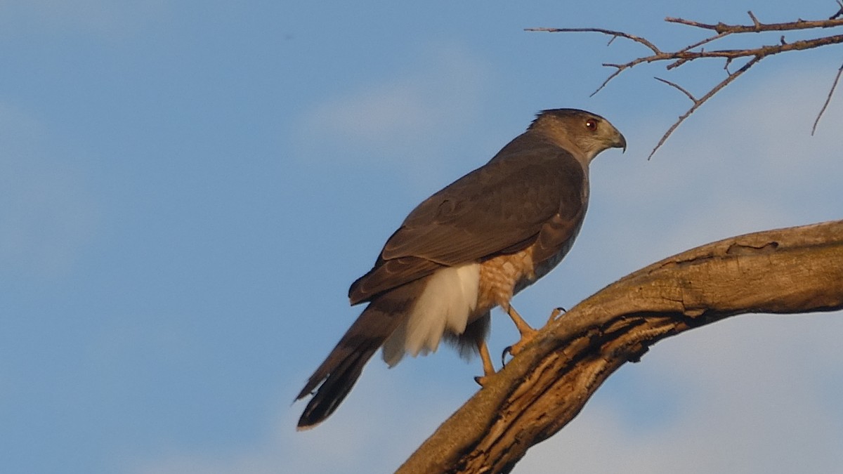 Cooper's Hawk - ML645102797