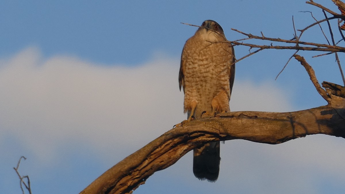 Cooper's Hawk - ML645102798