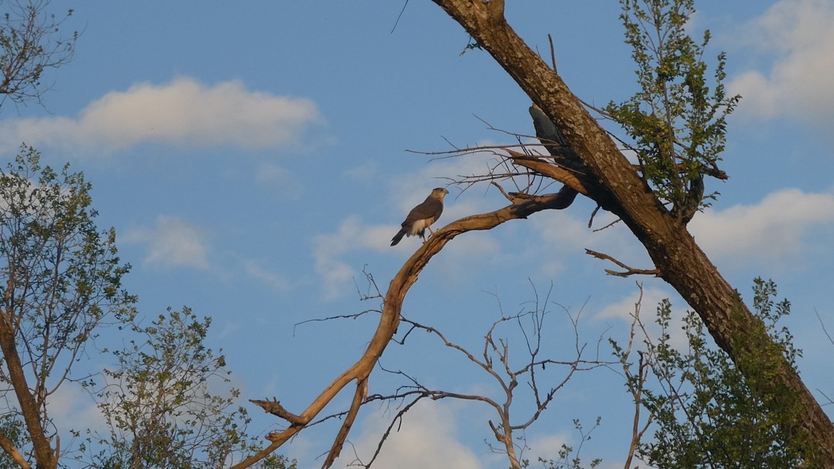 Cooper's Hawk - ML645102799
