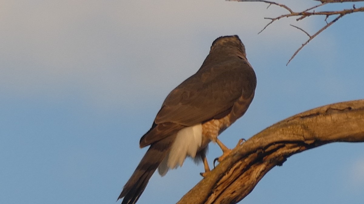 Cooper's Hawk - ML645102800