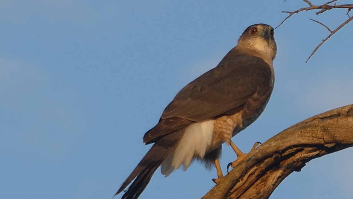 Cooper's Hawk - ML645102801