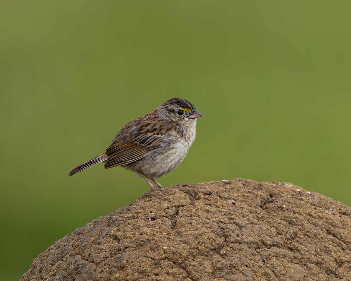 Grassland Sparrow - ML645102802