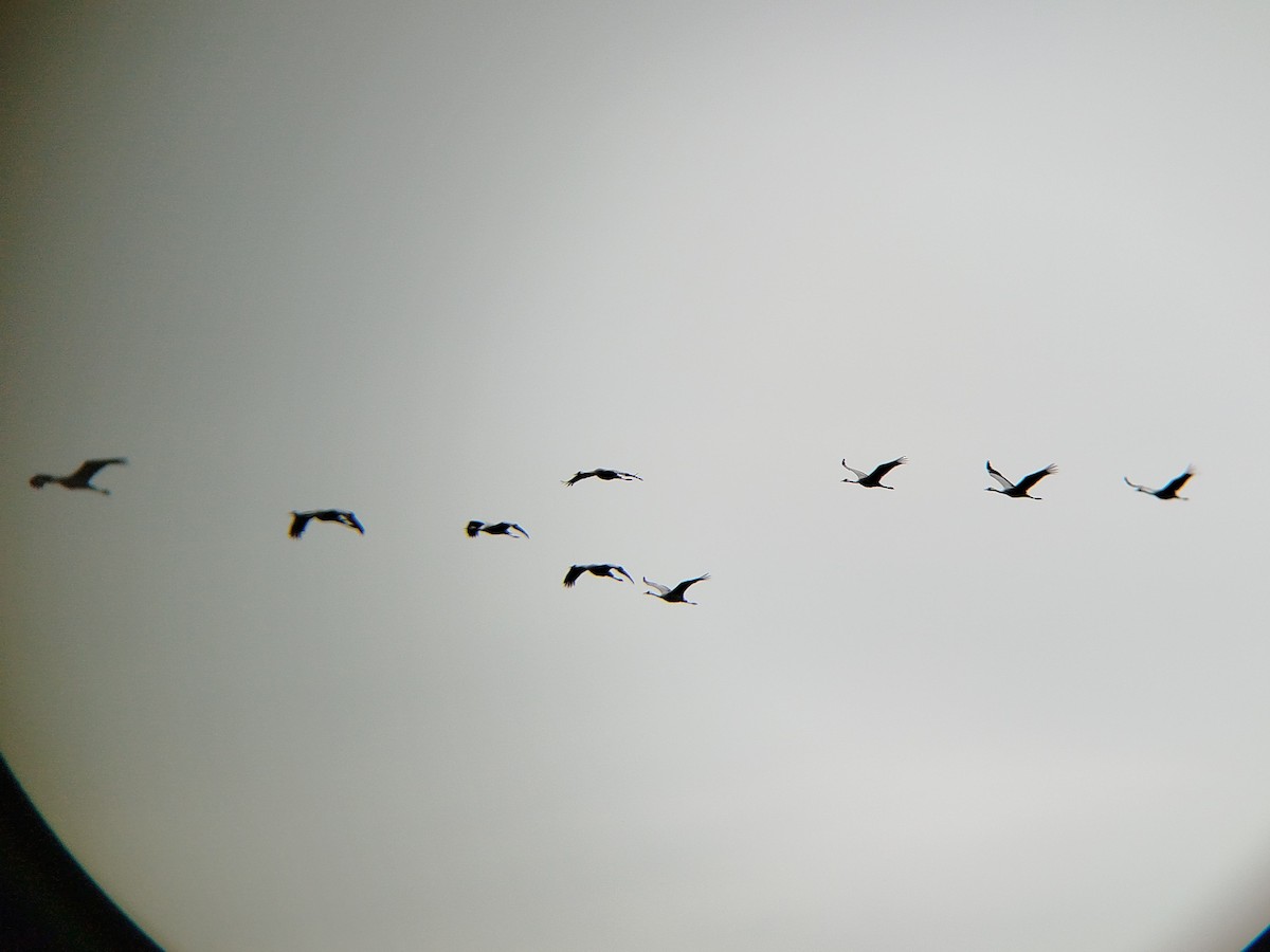 Common Crane - ML645102828