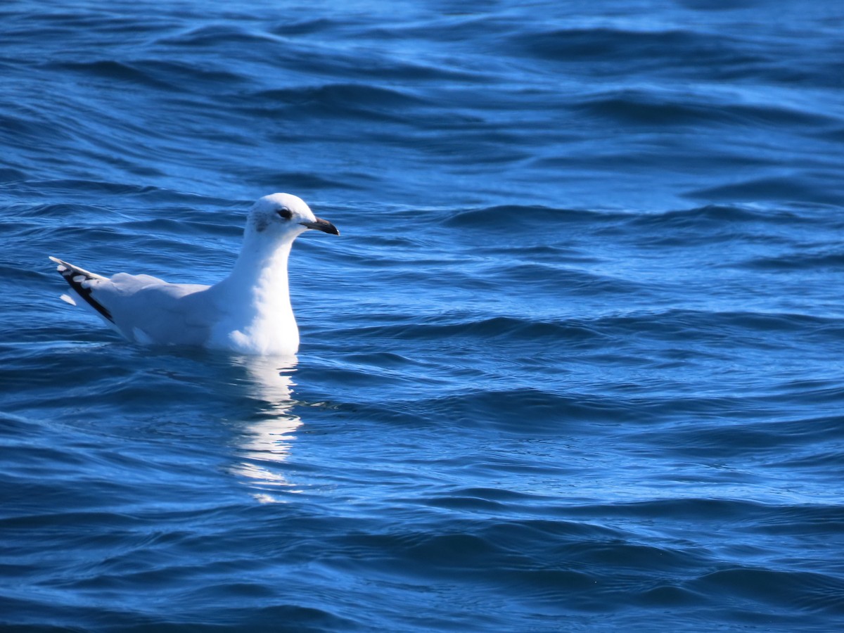 Mediterranean Gull - ML645102839