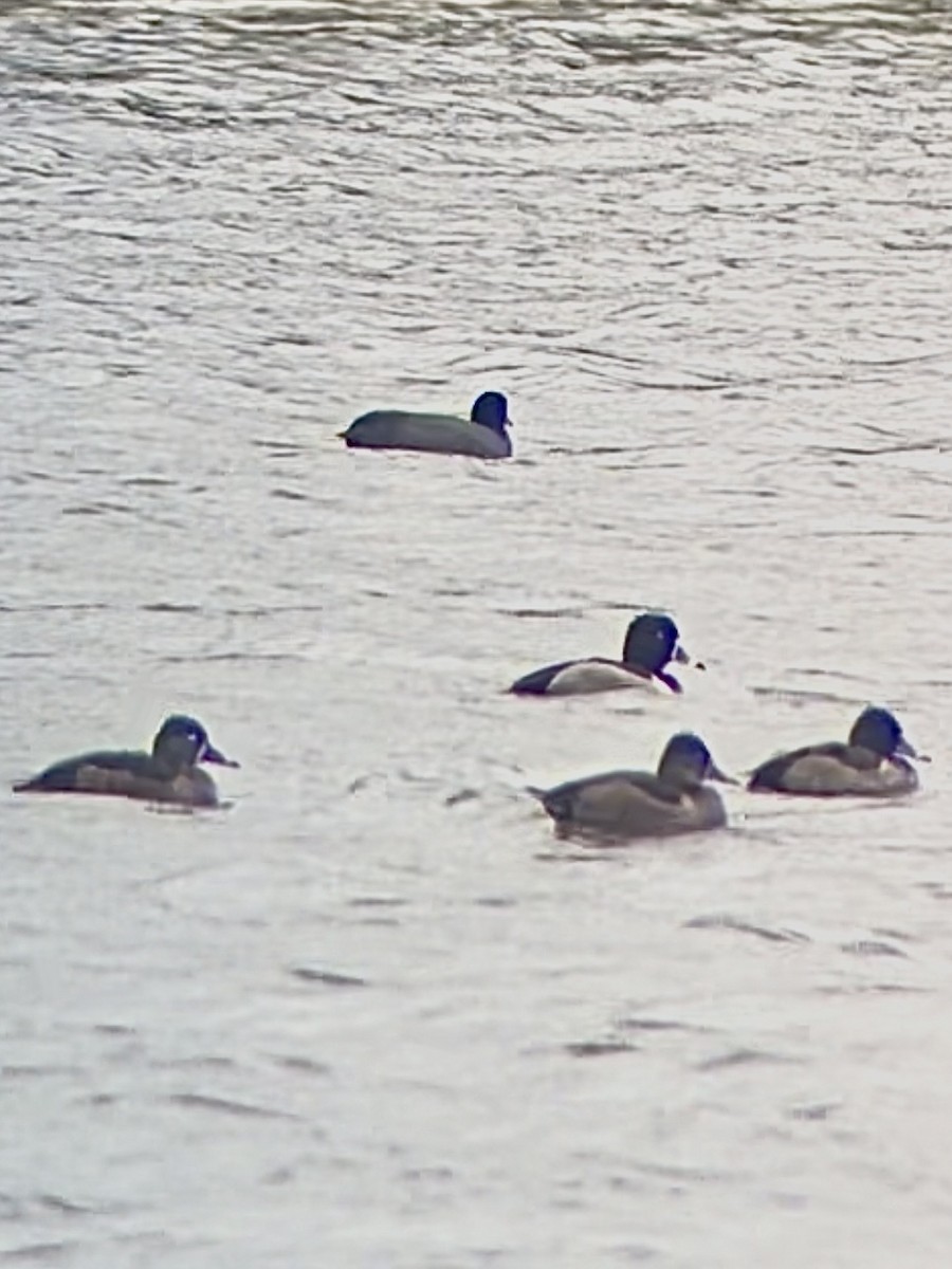 Ring-necked Duck - ML645102840