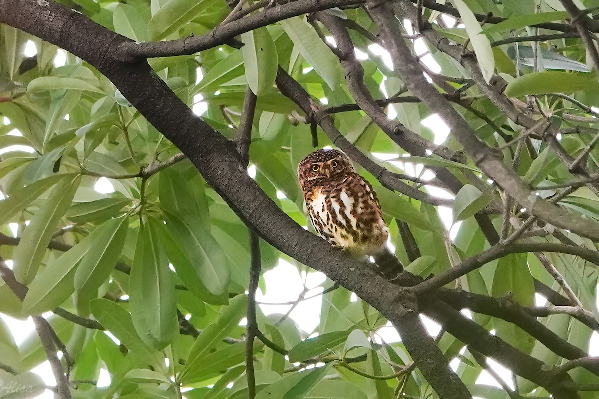 Collared Owlet - ML645102858