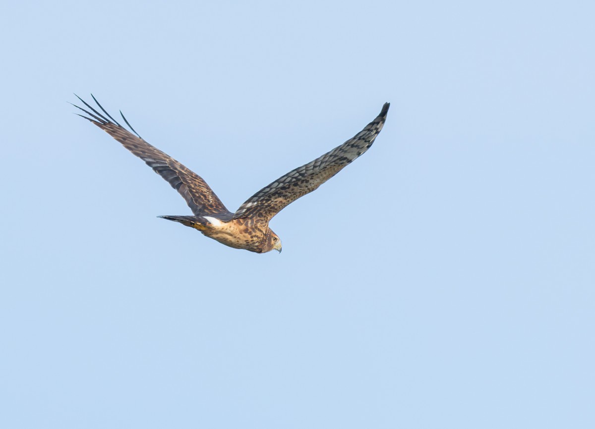 moták severoamerický - ML645102881