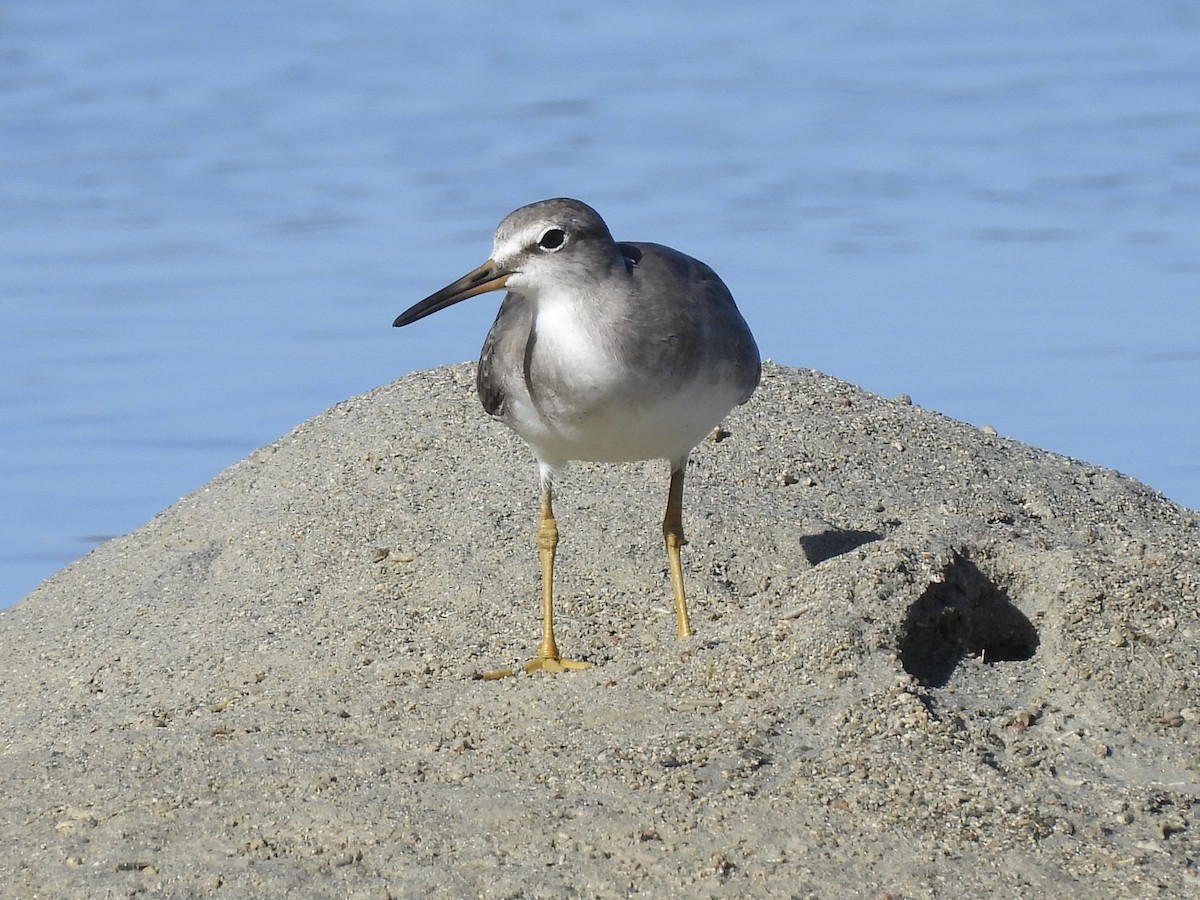 Gray-tailed Tattler - ML645102886