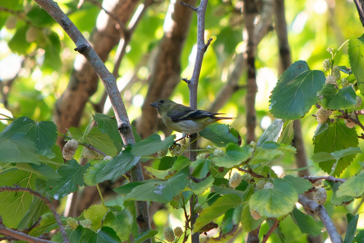 Hooded Siskin - ML645102891