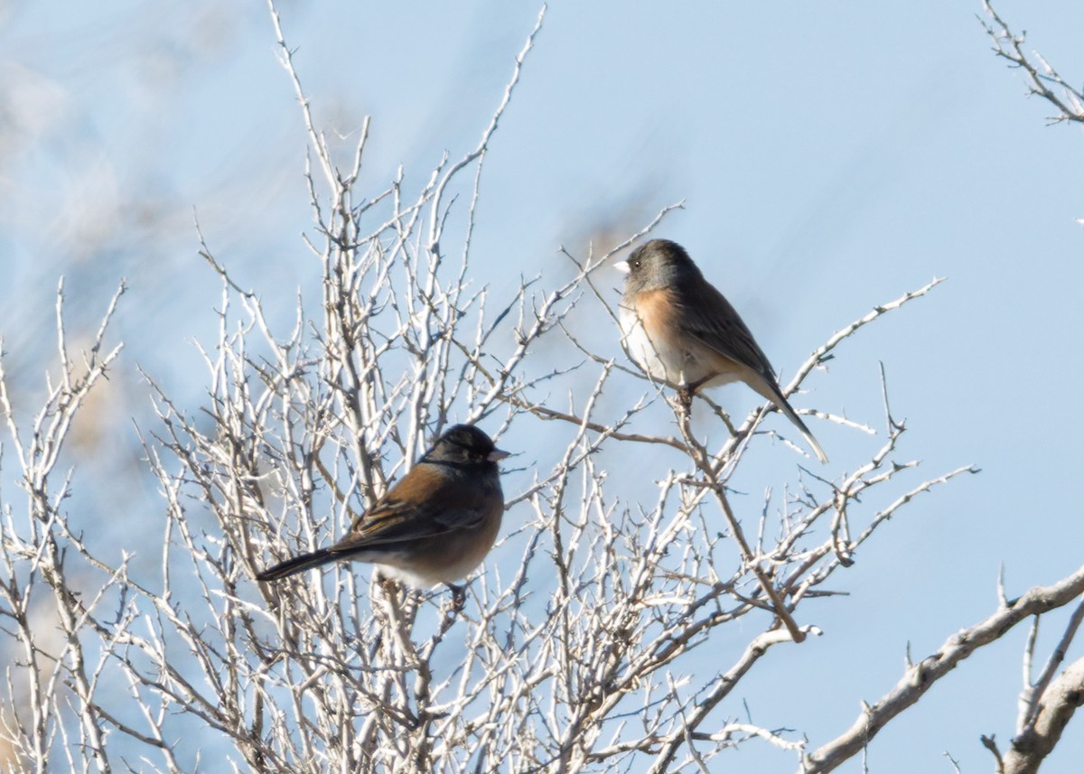 Junco Ojioscuro (Cabecigrís) - ML645102892