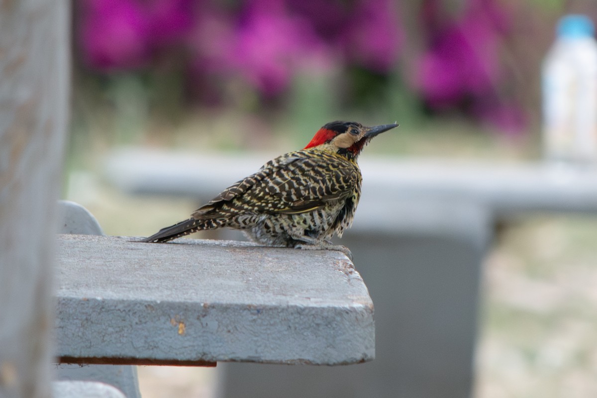 Черноусый дятел - ML645102915