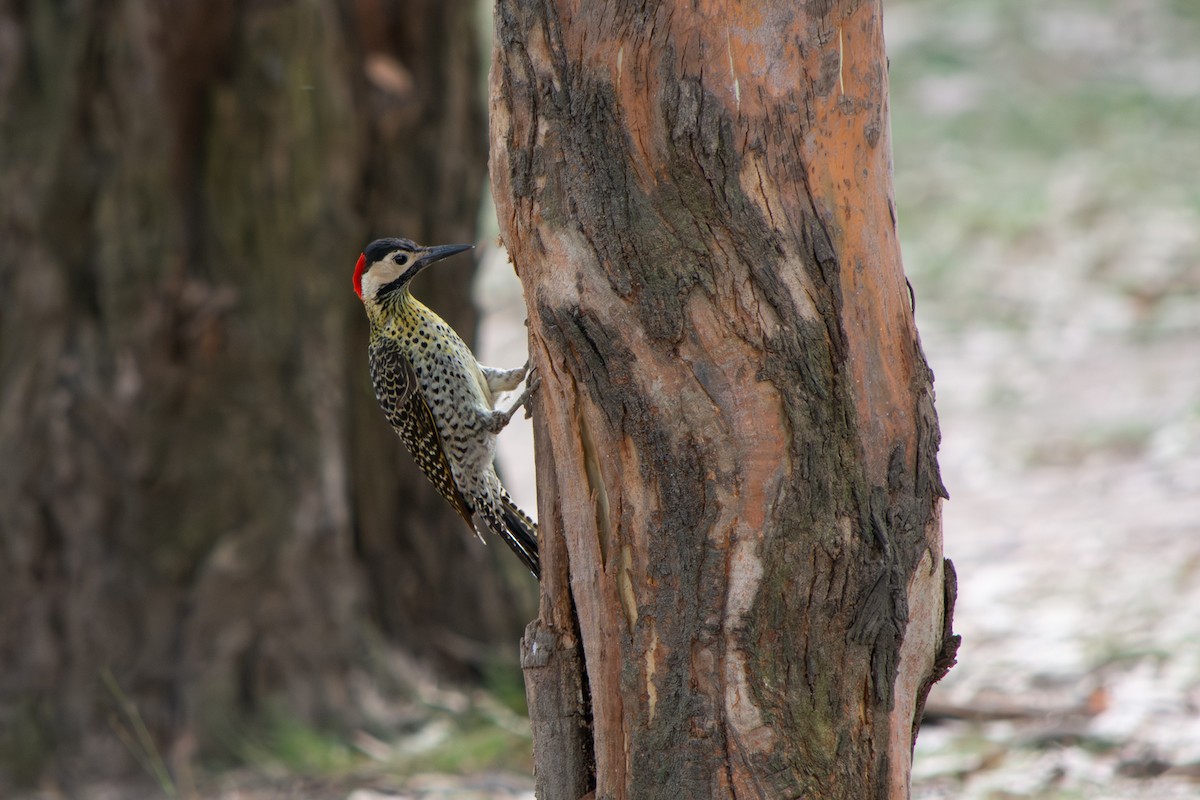 Черноусый дятел - ML645102916