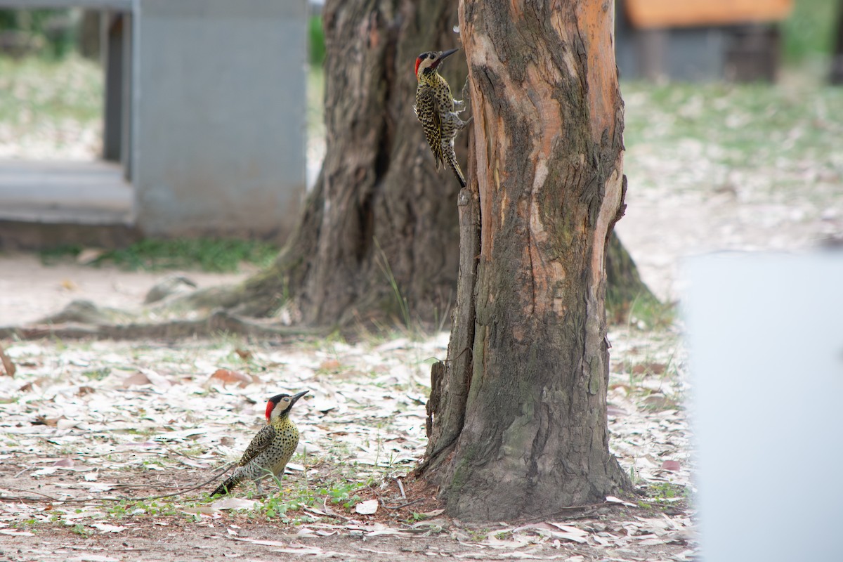 Черноусый дятел - ML645102917