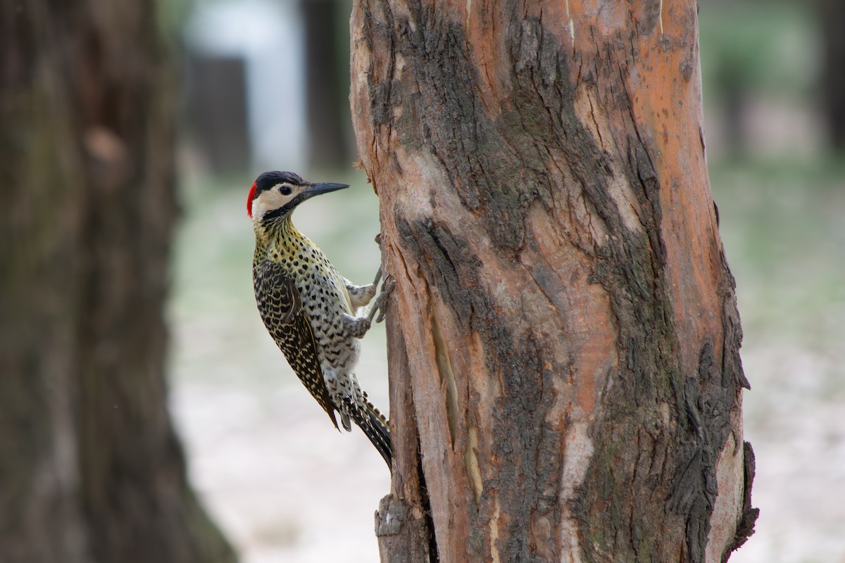 Черноусый дятел - ML645102918