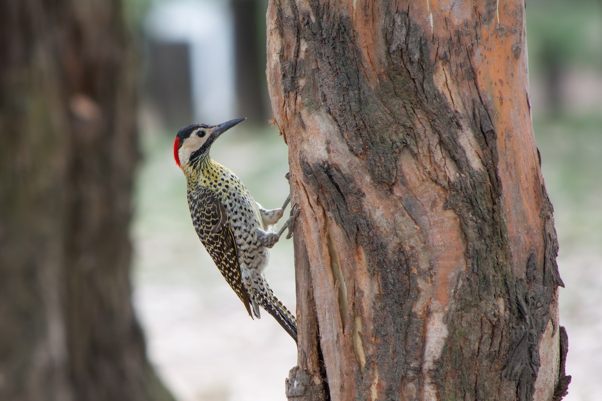 Черноусый дятел - ML645102919