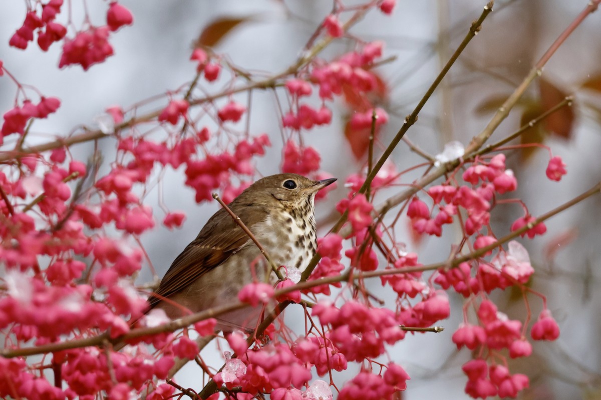 Hermit Thrush - ML645102956