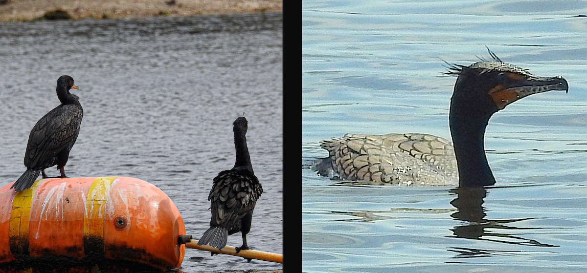 Cormoran à aigrettes - ML645102965