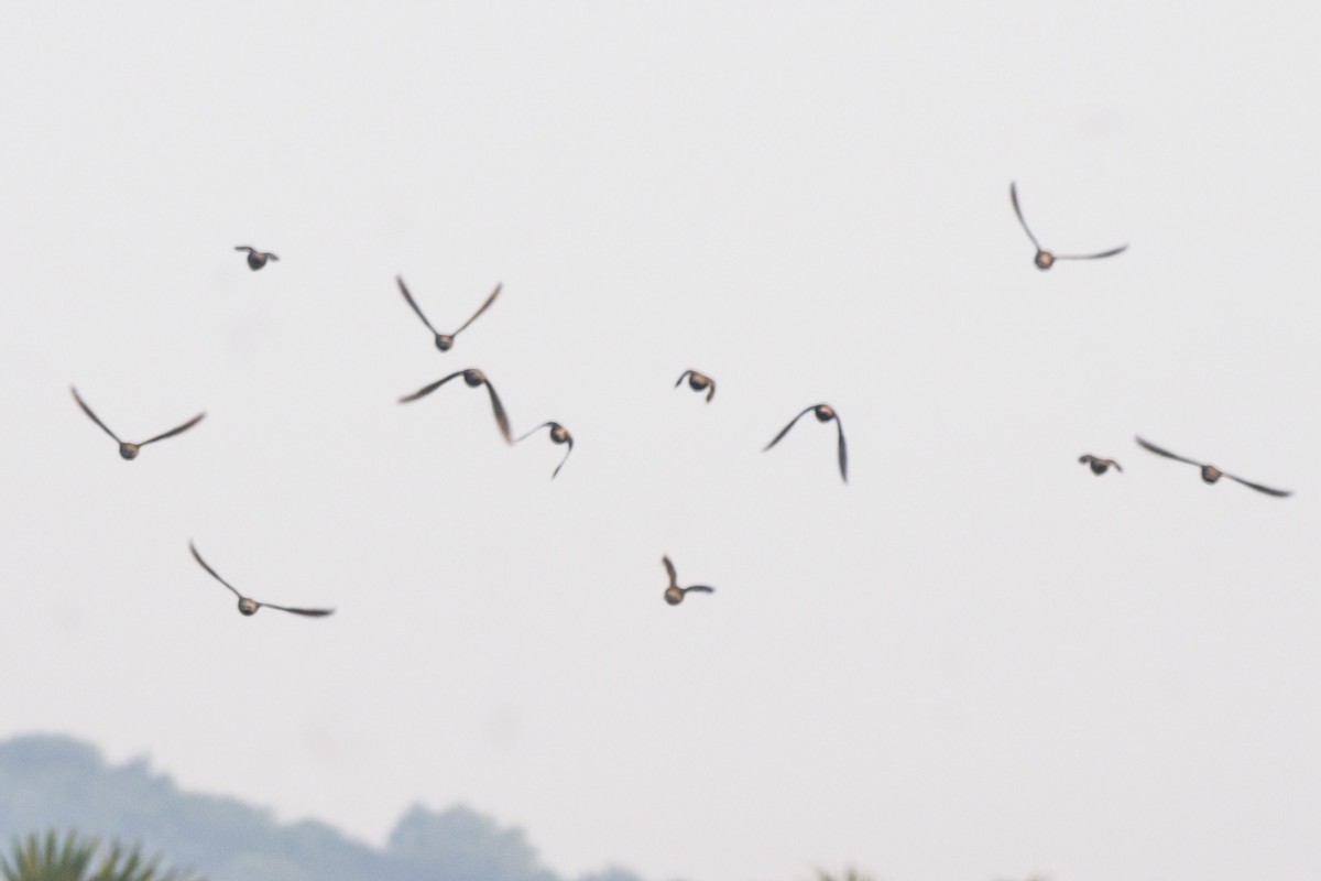 Rosy Starling - ML645102969