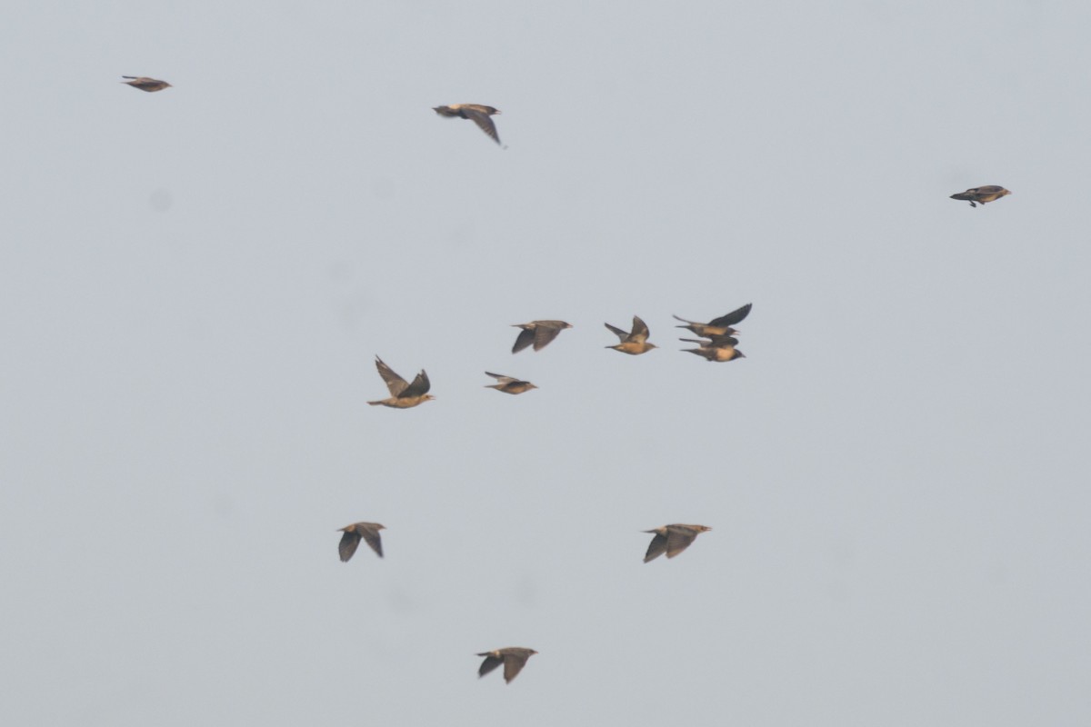 Rosy Starling - ML645102970