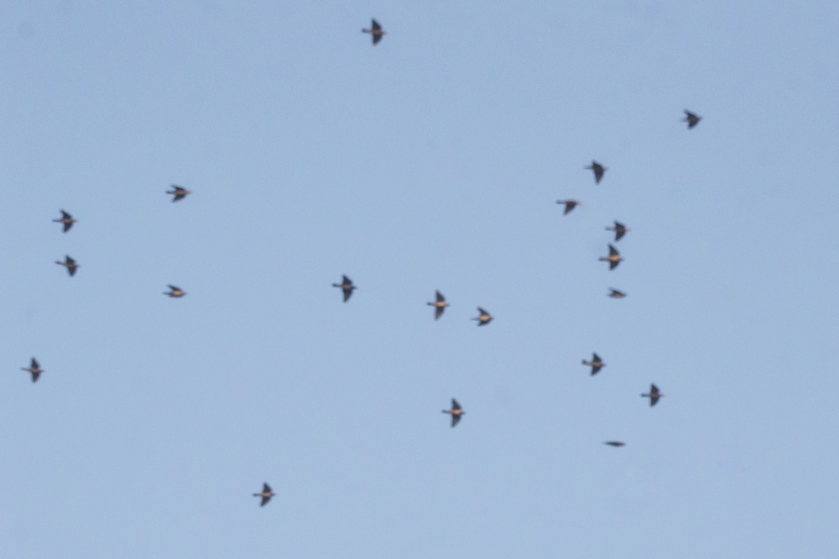 Rosy Starling - ML645102972