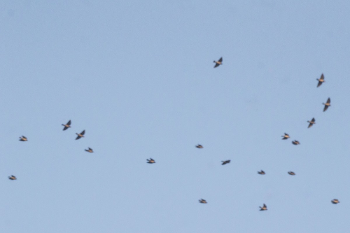 Rosy Starling - ML645102973