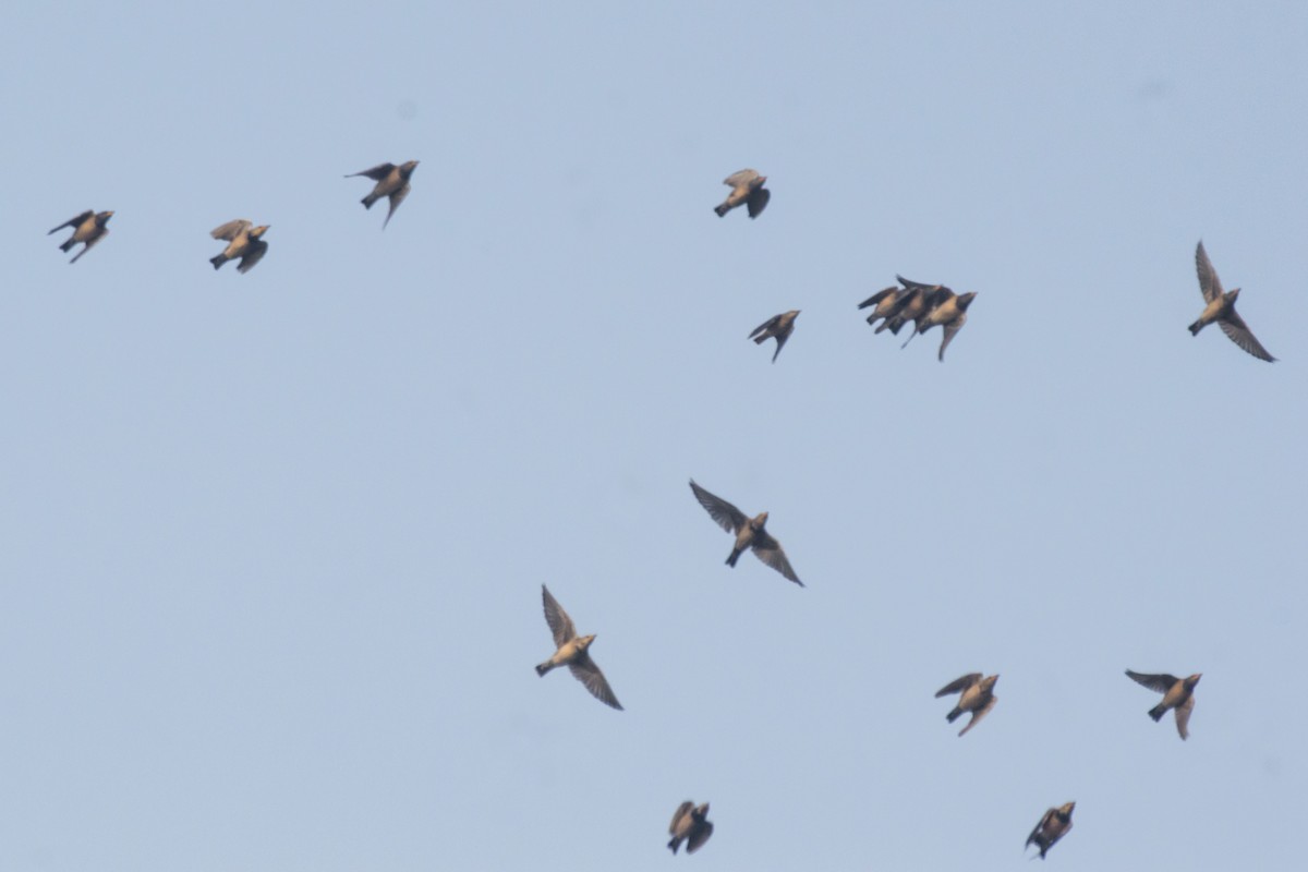 Rosy Starling - ML645102974