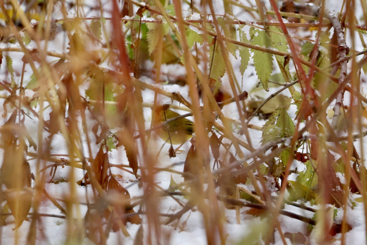Northern Yellow Warbler - ML645102976