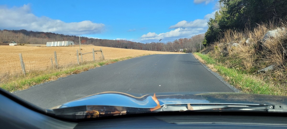 Орлан білоголовий - ML645102997