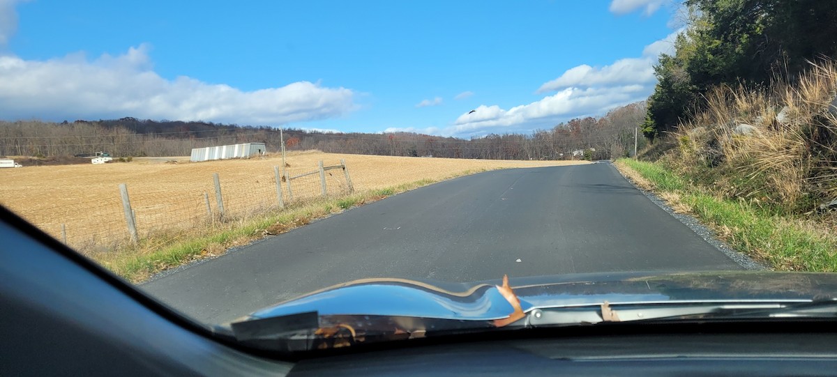 Орлан білоголовий - ML645102999